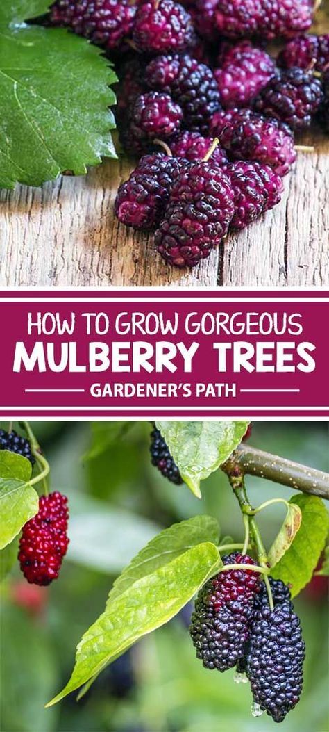 Mulberry Trees, Mulberry Fruit, Fruit Tree Garden, Trees Garden, Mulberry Bush, Growing Fruit Trees, Grow Gorgeous, Fast Growing Trees, Mulberry Tree