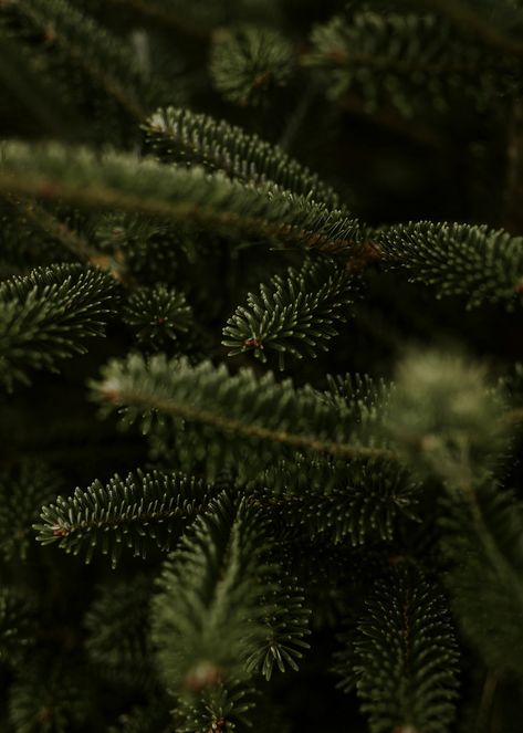 Closeup of Christmas tree, green pine fir leaves | free image by rawpixel.com / Felix Christmas Tree Up Close, Green Christmas Astethic, Christmas Tree Close Up, Olive Green Christmas, Evergreen Aesthetic, Green Leaves Background, Xmas Inspiration, Pine Leaves, Yellow Christmas