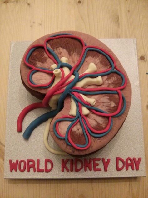 Kidney Cake Ideas, Kidney Project, Kidney Structure, Kidney Cake, Science Project Models, Science Cake, Human Body Projects, Science Gallery, Cells Project