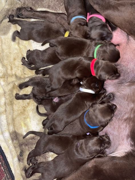 Chocolate Labrador Puppies Chocolate Labrador Puppies, Labrador Puppies For Sale, Labrador Puppy Chocolate, Labrador Puppies, Puppies For Sale Near Me, Yellow Labrador Retriever, Labrador Retriever Puppies, Yellow Labrador, Chocolate Labrador