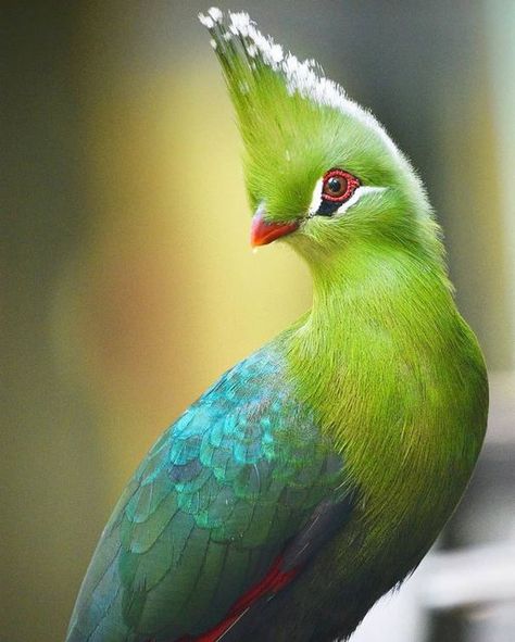 Turaco Bird, Rare Birds, Art Competitions, Exotic Birds, Girly Pictures, Pretty Birds, Bird Illustration, Colorful Birds, Cute Birds