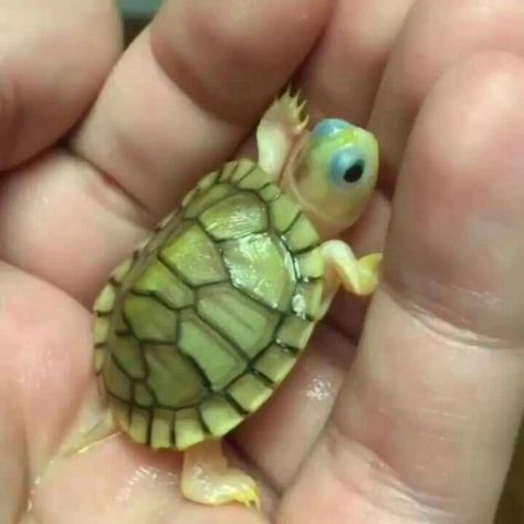 Follow my Pinterest @ j a y l e e or you'll float too Funny Turtles, Cute Reptiles, Tiny Turtle, Baby Animals Pictures, Cute Turtles, Baby Turtles, Baby Animals Funny, Cute Animal Pictures, Cute Creatures