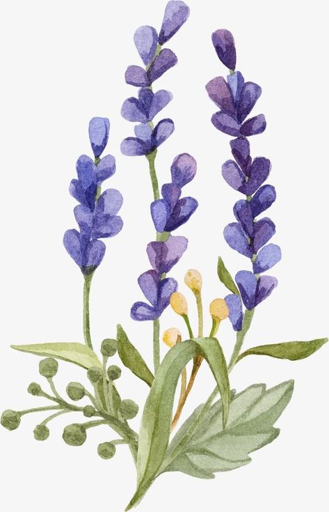 Lavender Plant Painting, Lavender Png, Lavender Drawing, Lavender Painting, Lavender Art, Lavender Watercolor, Fresh Lavender, Lavender Flower, Watercolor Flower Art