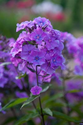 Phlox Blue Paradise, Edible Grass, Rainbow Springs, Pollinator Plants, Family Garden, Blue Garden, Blue Clouds, Herbaceous Perennials, Climbing Roses