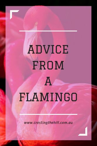 Sage advice can come from the strangest places - here's some from a flamingo... Getting Your Pink Back, Flamingo Birthday Ideas, Flamingo Sayings Quotes, Flamingo Devotional, Flamingo Quotes Inspiration, Flamingoes Art, Get Your Pink Back Flamingo, Friends Centerpieces, Flamingo Meaning