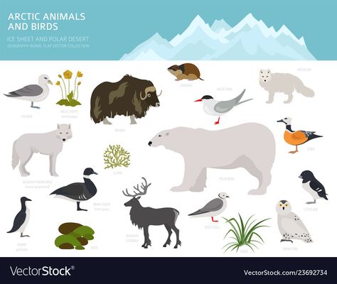 Cartoon Polar Bear, Desert Biome, Ice Sheet, Bear Vector, Animals Cartoon, Character Collection, Arctic Animals, Biome, Kids Education