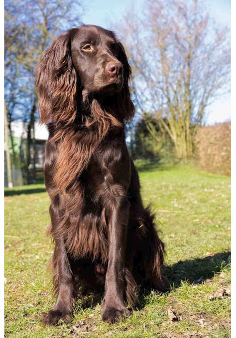 The Boykin Spaniel, a breed I just recently learned about, Is a medium-sized flushing and retrieving dog known for its rich brown coat. Boykins are eager, merry, and trainable. Like most field breeds they need regular exercise, but are mellow in the house. This tenacious bird dog was once South Carolina’s best-kept secret. Long Haired Pointer, German Long Haired Pointer, German Longhaired Pointer, Boykin Spaniel, Rare Dogs, Spaniel Breeds, Working Cocker, Pet Videos, Dog Video