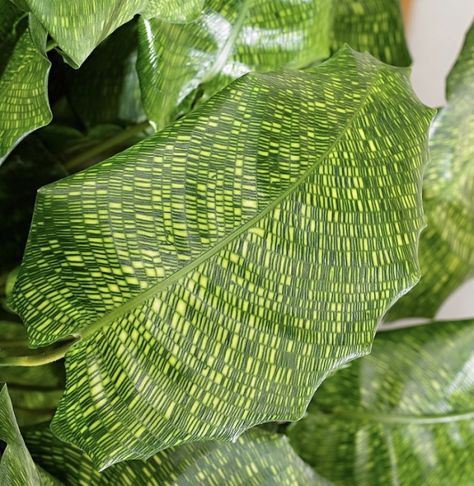 Calathea Network, Calathea Musaica, Peacock Plant, Plant Goals, Weird Plants, Large Flower Pots, Prayer Plant, Air Purifying Plants, Unusual Plants