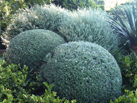 Westringia Fruticosa, Seaside Gardens, Screen Plants, Australian Native Garden, Privacy Plants, Modern Mediterranean, Australian Plants, Dry Garden, Australian Garden