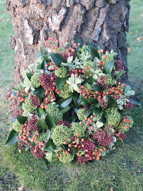 Skimmia japonica 'White Globe' EN Skimmia Japonica, Types Of Moths, Mother Plant, Table Arrangements, Beautiful Tree, Copper Color, Dream Garden, Cool Things To Make, Potted Plants