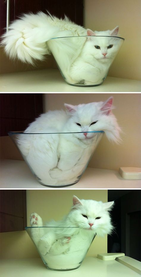 Funny Kittens, Pictures Of Cats, Söt Katt, Cat Club, Kitty Kitty, White Cats, Kittens Funny, Crazy Cat Lady, 귀여운 동물