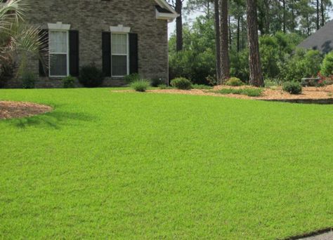 John Meadows, Centipede Grass, Bermuda Grass, Growing Grass, Types Of Grass, Land Use, Grass Seed, Green Garden, Lawn Care