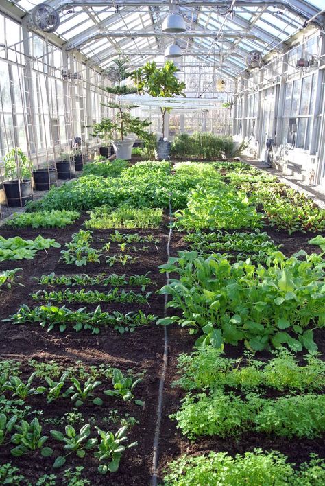 A Look Inside My Vegetable Greenhouse Martha Stewart Greenhouse, Vegetable Garden Greenhouse, Dream Bored, Outdoor Garden Bed, Garden Wonderland, Vegetable Greenhouse, Urban Farms, Goth Cottagecore, Greenhouse Vegetables