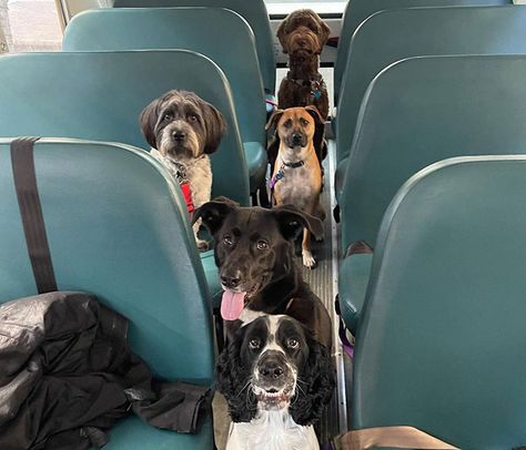 “My Dog Isn't Lonely At Home”: Adorable Doggy School Bus Picks Up Pups Every Day And Takes Them To Daycare Dog Training School, Daycare School, Service Dog Training, Big Juicy, Training School, Dog Daycare, Service Dog, Service Dogs, School Bus