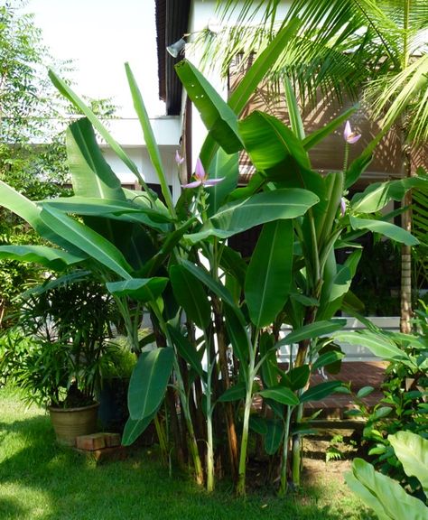 Pollination of Ornamental Banana, Musa ornata – Bird Ecology Study Group Stingless Bees, Banana Plant, Banana Plants, Study Group, Male And Female, Ecology, Perennials, Pink Flowers, Plants