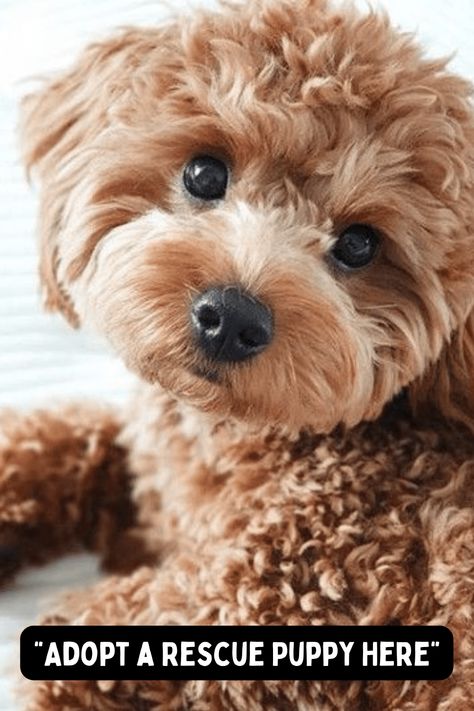 Rescue Goldendoodles Cute Dog Mixes, Shelter Dogs Adoption, Teacup Goldendoodle, Yorkie Poo Puppies, Golden Doodle Puppy, Best Small Dog Breeds, Rescue Dogs For Adoption, Best Small Dogs, Maltese Puppies For Sale