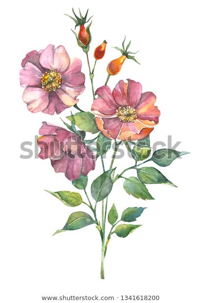 Watercolor Illustration Vintage Botanical Hand Drawn Stock Illustration 1341618200 Rosehip Watercolor, Mughal Art Paintings, Flower Art Drawing, Watercolor Sketching And Journaling, Abstract Floral Art, Flower Art Images, Watercolor Flowers Paintings, Leaf Wall Art, Illustration Vintage