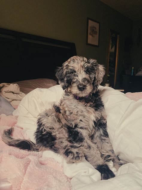 #bluemerledog #blue #merle #dog #puppy #golden #doodle #goldendoodle #f1b Medium Doodle Dog, Blue Merle Labradoodle, Merle Goldendoodle Puppy, Blue Merle Doodle, Doodle Mix Breeds, Merle Schnoodle, Black And White Doodle Dog, Gray Labradoodle, Grey Goldendoodle