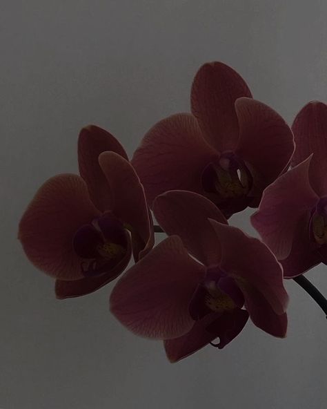 Orchid Aesthetic, Feed Filler, Red Orchid, Lovecore Aesthetic, Red Orchids, Book Flowers, Fancy Drinks, Dark Paradise, Crystal Lighting