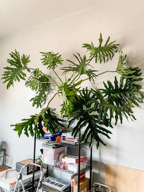 Hope Philodendron, Philodendron Hope, Tropical Planter, Indoor Oasis, Plant Goals, Plant Decor Indoor, Indoor Jungle, House Plants Indoor, Office Setup