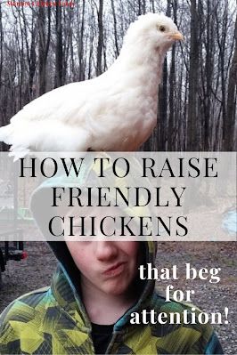 How to raise friendly chickens that love ot be petted and picked up. Friendly Chickens, Baby Chicks Raising, Portable Chicken Coop, Types Of Chickens, Chicken Farming, Backyard Chicken Farming, Chicken Run, Raising Backyard Chickens, Keeping Chickens