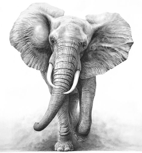 Elephants | Gary Hodges Wildlife Art Drawings Of Elephants, Elephant Face Drawing, Sketch Elephant, Elephant Painting Canvas, Elephant Sketch, Elephant Artwork, Elephant Wallpaper, Pencils Art, Army Tattoos