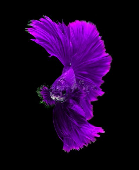 Purple Beta Fish, Purple Betta Fish, Betta Fish Toys, Aesthetic Fishing, Fish Tank Ideas, Fish Aesthetic, Tiger Fish, Breeding Betta Fish, Live Fish Wallpaper