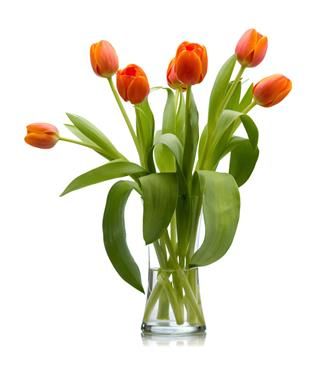 How to Care for Tulip Bulbs After Bloom to Keep Them Looking Beautiful Spring Blooming Flowers, Tulips Arrangement, Planting Tulips, Orange Tulips, Tulip Bulbs, Tulips In Vase, Tulip Bouquet, Flower Therapy, Clear Glass Vases