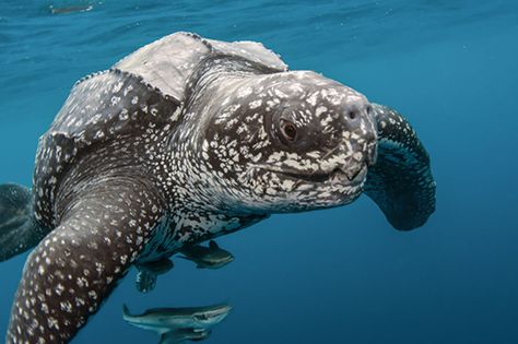 Puerto Rico protects leatherback hatching grounds. Leatherback Sea Turtle, Wild Waters, Turtle Love, Endangered Animals, Reptiles And Amphibians, In The Ocean, Endangered Species, Marine Life, Sea Creatures