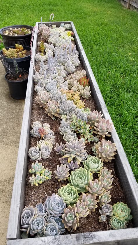 Large Succulent Planter Ideas Outdoor, Raised Succulent Garden Bed, Succulent Raised Garden Bed, Large Succulent Arrangements, Succulent Arrangements Outdoor, Large Succulent Planter, Large Yard Landscaping, Wooden Succulent Planter, Succulent Garden Ideas