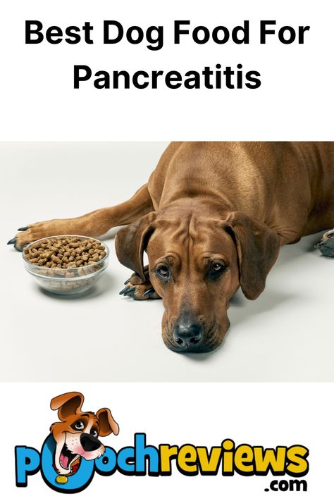 Best Dog Food For Pancreatitis Pancreatic Dog Food, Pancreatic Dog Food Recipes, Dog Pancreatic Diet, Best Dog Food, Dog Recipes, Homemade Dog Food, Dog Feeding, Homemade Dog, Dog Food