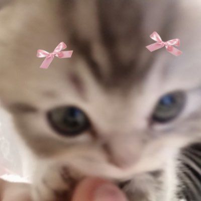 Cat With Filter, Cute Kitten Meme, Funny Cat Aesthetic, Cute Cat Heart, Pfp Cats, Dog Cat Pictures, Cats Toys, Aesthetic Cats, Meme Cat