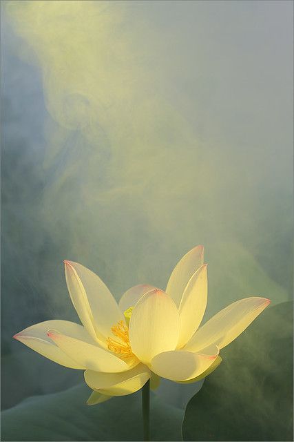 Yellow Flower | Yellow Flower | Bahman Farzad | Flickr Yellow Lotus Flower, Lotus Flower Wallpaper, Lotus Flower Painting, Yellow Lotus, Lotus Flower Pictures, Lotus Flower Art, Lotus Painting, Arte Peculiar, Lotus Art