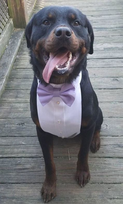 Dog Tuxedo Shirt/Wedding/Formal Attire/Christmas/New Years/Holiday Golden Retriever Lab Mix, Old Golden Retriever, Rottweiler Love, Dog Tuxedo, Tuxedo Shirt, Beagle Puppy, Wedding Formal, Welsh Corgi, Cartoon Dog