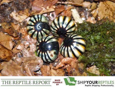 Here are photos of a variety of lovely looking pill millipedes, which curl up into beautiful little balls when disturbed. Pill Millipede, Millipedes, Reptiles, Shawl, Quick Saves