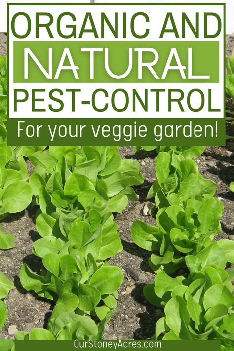 Shade Cloth Garden, Rural Garden, Organic Gardening Pest Control, Leaf Vegetable, Pollinator Plants, Vegetable Garden Tips, Organic Pest Control, Gardening Vegetables, Garden Bugs