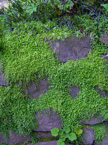 Soleirolia Soleirolii, Rock Wall Gardens, Moss Graffiti, Sacred Garden, Rock Walls, Evergreen Garden, Moss Garden, Rock Garden Landscaping, Japanese Gardens