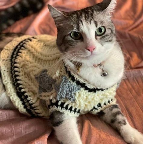 Funny Cats Photos, Funny Cats Pics, Swiftie Core, Cat Cardigan, Cats Pics, Lovely Writer, Pic Funny, Cat T Shirts, Taylor Swift Cat