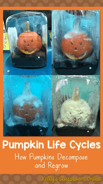 Pumpkin Science Experiment, Types Of Precipitation, Pumpkin Activity, Pumpkin Investigation, Water Cycle Activities, Activity Jar, Pumpkins Preschool, Book Pumpkin, Pumpkin Science