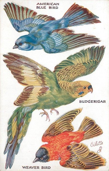 AMERICAN BLUE BIRD, BUDGERIGAR, WEAVER BIRD: Weaver Bird, Bird Identification, The Wing, Scientific Illustration, Bird Drawings, Bird Illustration, Vintage Birds, Birds Painting, Bird Prints