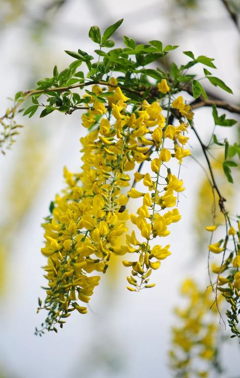 Golden Chain Tree, Yellow Spring Flowers, Garden Compost, Flower Spike, Golden Chain, Perfect Garden, Garden Trees, Garden Soil, Flower Bouquet Wedding