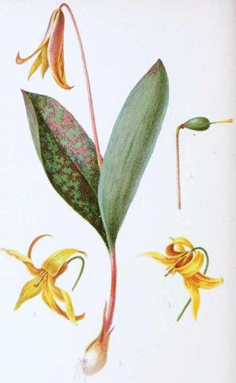 The Difference Between Addler’s Tongue and Adder’s Tongue – Garden Grimoire Trout Lily, Lilies Drawing, Woodland Cottage, Early Spring Flowers, Lily Garden, Spring Wildflowers, Different Plants, Botanical Drawings, Mural Wall Art