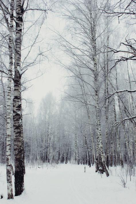 winter, forest, frost, birch, trees Snowy Birch Forest, Birch Trees In Winter, Birch Forest Aesthetic, Birch Aesthetic, Bed Mural, Winter Forest Wallpaper, Wolf Aesthetic, Birch Tree Wallpaper, Boards Ideas