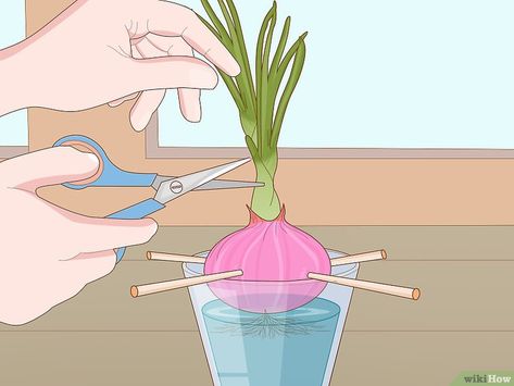 How to Grow Onions in Water: 13 Steps (with Pictures) - wikiHow How To Grow Onions From An Onion, Growing Spring Onions, Grow Onions, Diy Fertilizer, Plants Grown In Water, Natural Hair Care Routine, Growing Onions, Onion Bulbs, Kitchen Scraps