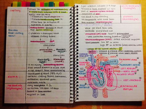 notes on blood and the heart Cardiology Nursing, Favourite Perfume, Nursing School Studying, Nursing School Tips, Nursing School Notes, Nursing Tips, How To Get Better, Nursing Study, College Study