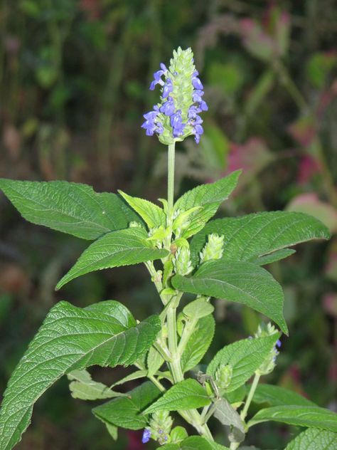 Chia Plant (Salvia hispanica) Chia Plant, Salvia Farinacea Blue, Salvia Yangii, Salvia Mellifera, Salvia Curviflora, Salvia Uliginosa, Salvia Hispanica, Natural Medicine, Chia Seeds