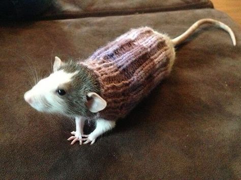 Mouse Clothes Rat Sweater, Dumbo Rat, Rat Toys, Funny Rats, Rat Cage, Fancy Rat, Cute Rats, A Rat, Pet Mice