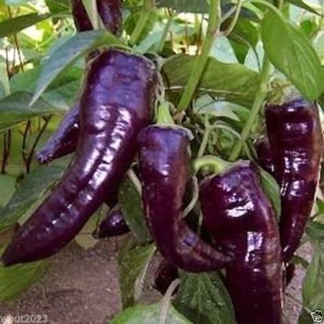 Five Purple Peppers For Extra Pop: PepperScale Roundup Chilli Farming, Elder Goth, Pepper Garden, Purple Pepper, Fruit Parfait, Bonsai Seeds, Capsicum Annuum, Sweet Pepper, Garden Indoor