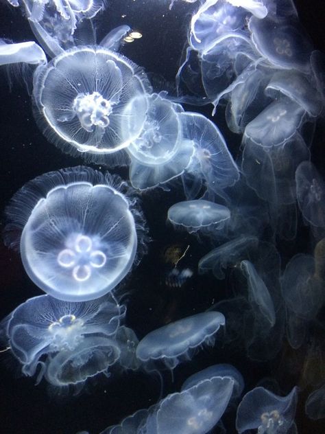 Pretty Jellyfish, Jellyfish Blue, Me Me, Blue Aesthetic, Jellyfish, So Cute, I Love, Mask, Water