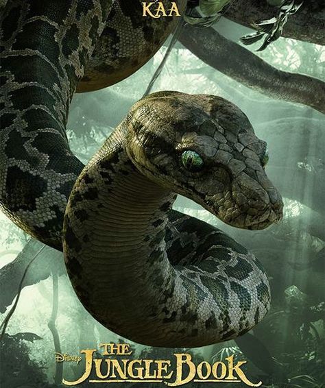 Kaa. Female. She is in the dark part of the forest. She is a hypnotist she can hypnotize you. She is big. Mogli Jungle Book, Jungle Book Snake, Kaa Jungle Book, The Jungle Book 2016, Jungle Book 2016, Jungle Book Movie, Dark Jungle, Bon Film, The Jungle Book